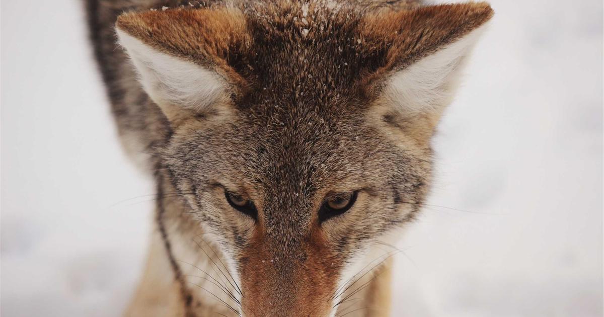 Building Specialized OpenClaw Skills: From Natural Language Processing to Computer Vision Plugins