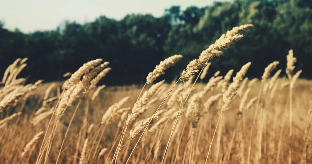 Implementing Ethical Agent Patterns: Building Responsible and Transparent OpenClaw Systems