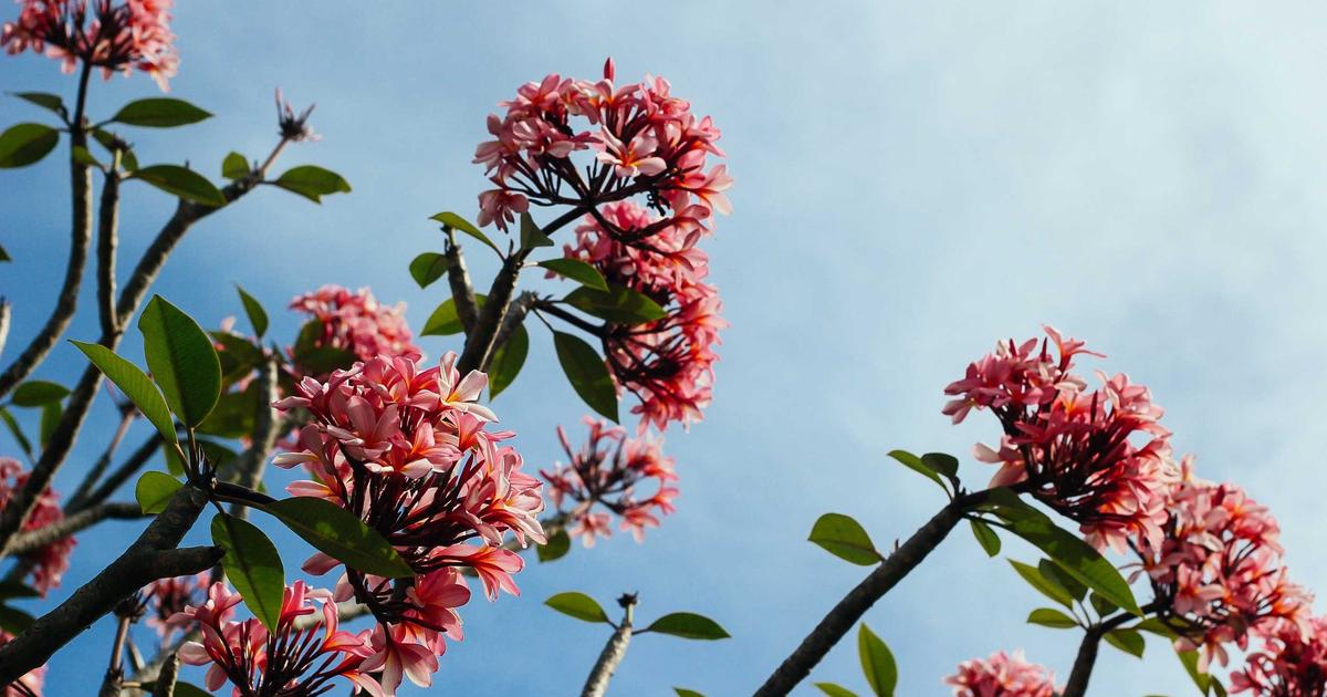 Deploying OpenClaw in Disaster Response Scenarios: Building Resilient Local AI Agents for Emergency Management