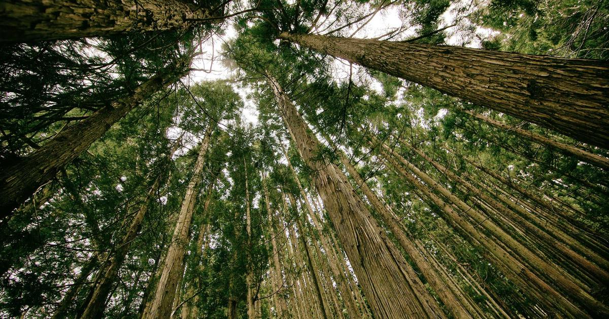 Implementing Explainable Agent Patterns: Making OpenClaw AI Decisions Transparent and Auditable