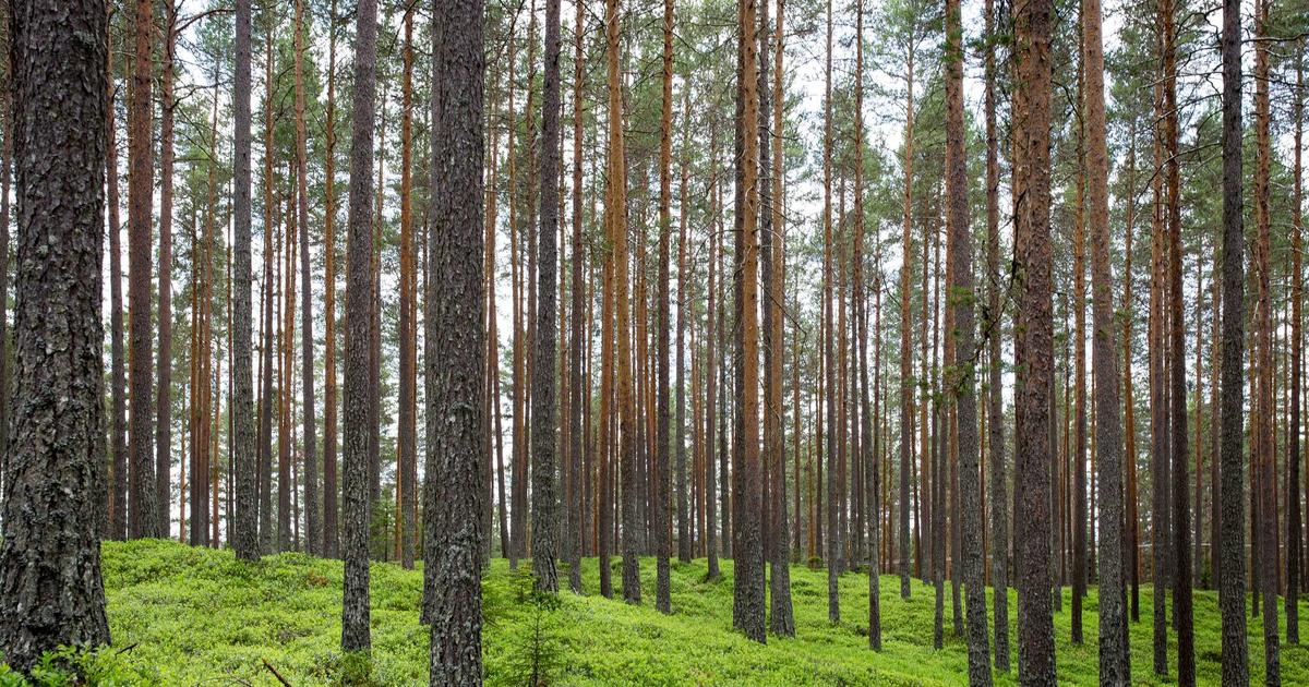 Building OpenClaw Skills for Legal Research: Creating Local AI Agents for Document Analysis and Case Law