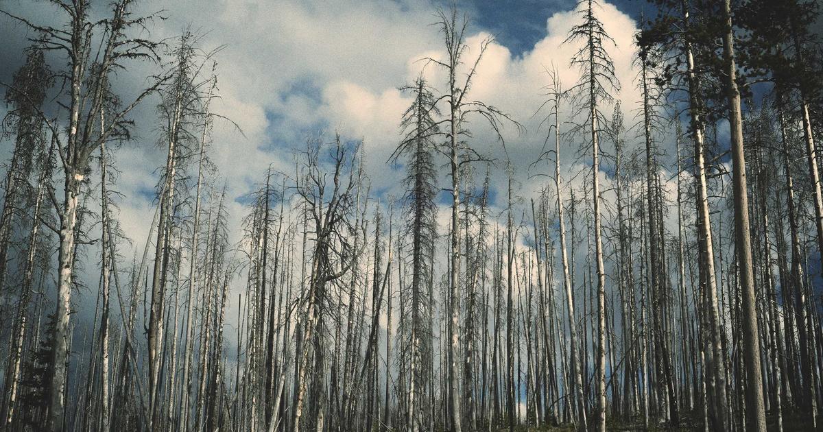 Ollama Hits 90k GitHub Stars as Local AI Infrastructure Goes Mainstream